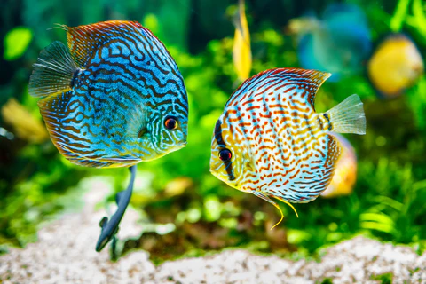 Ikan Discus