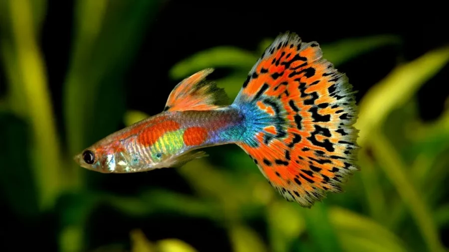 Ikan Guppy