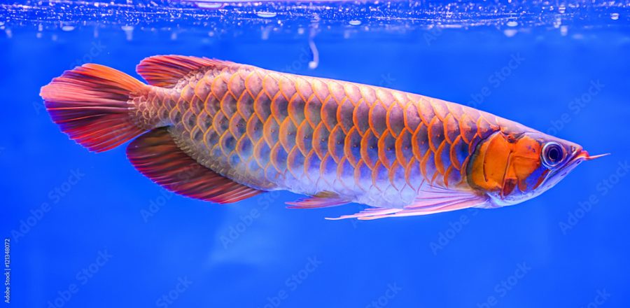 Ikan Hias Air Tawar