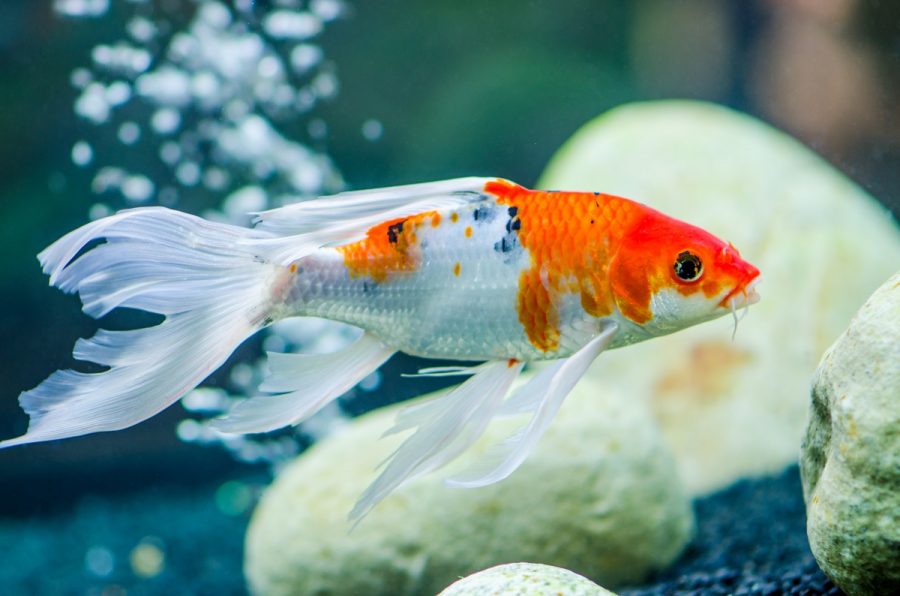 Ikan Koi