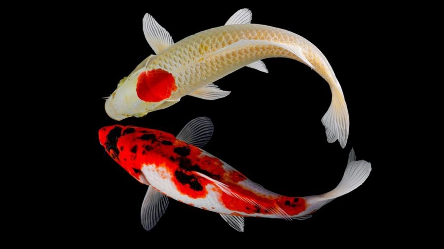 Ikan Koi