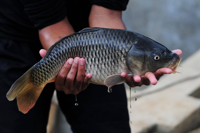 Ikan Mas