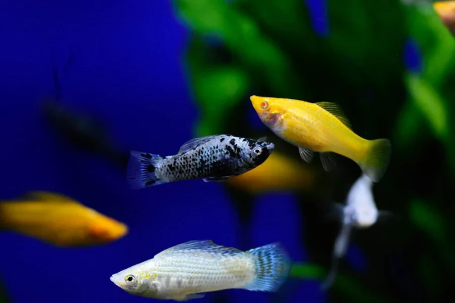 Ikan Molly