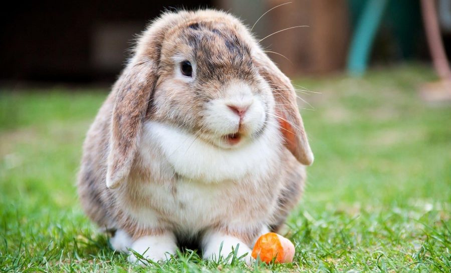 Kelinci Lop-Eared