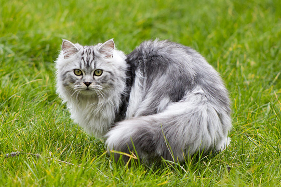 Kucing Persia