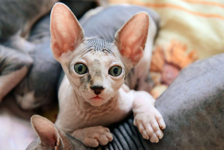 Kucing Sphynx