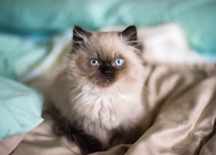 Kucing