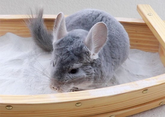 Memandikan Chinchilla