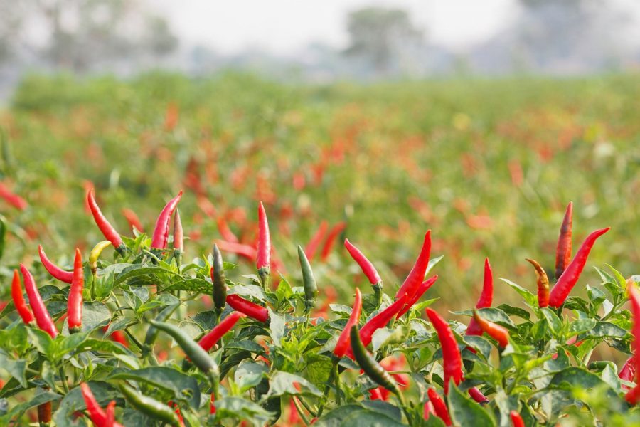Menanam Cabe Rawit