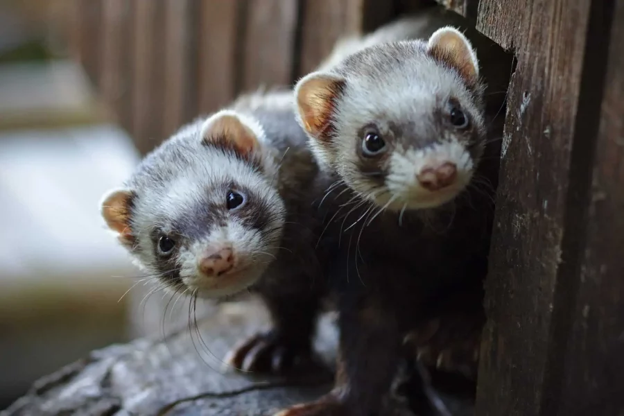 Merawat Ferret