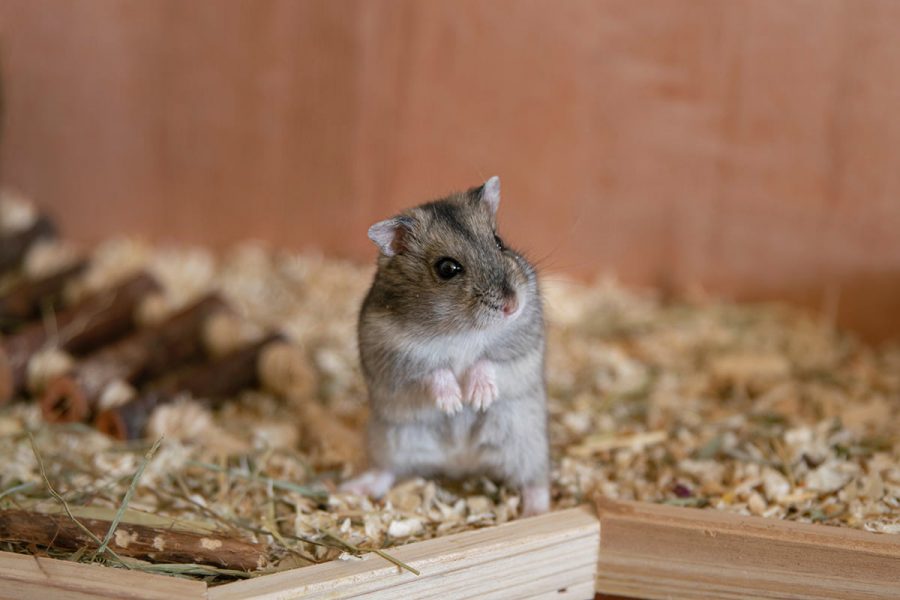 Merawat Hamster