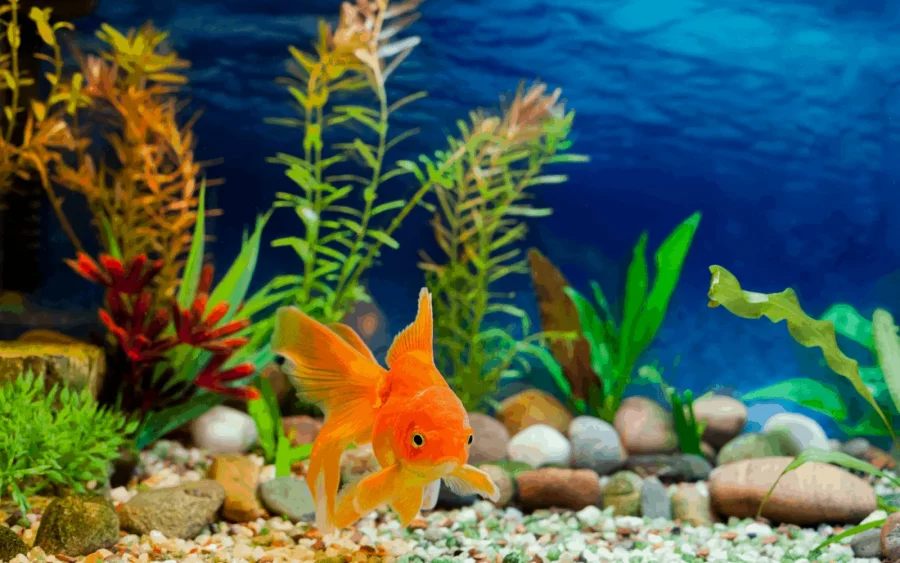 Merawat Ikan Hias