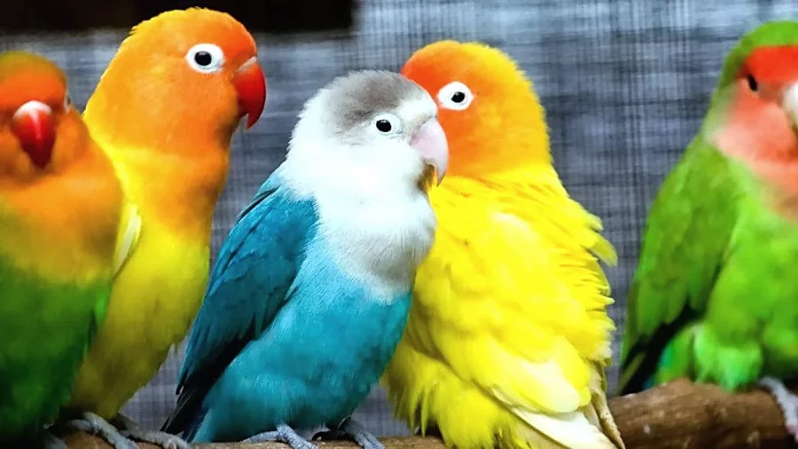 Merawat Lovebird