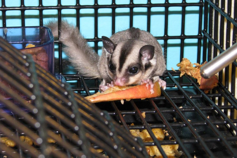 Merawat Sugar Glider