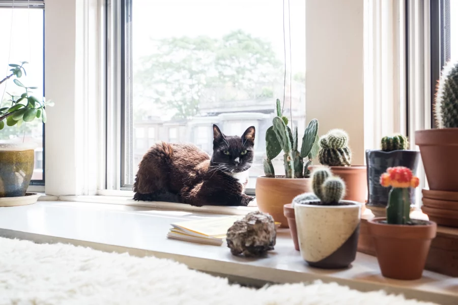 Rekomendasi Kucing