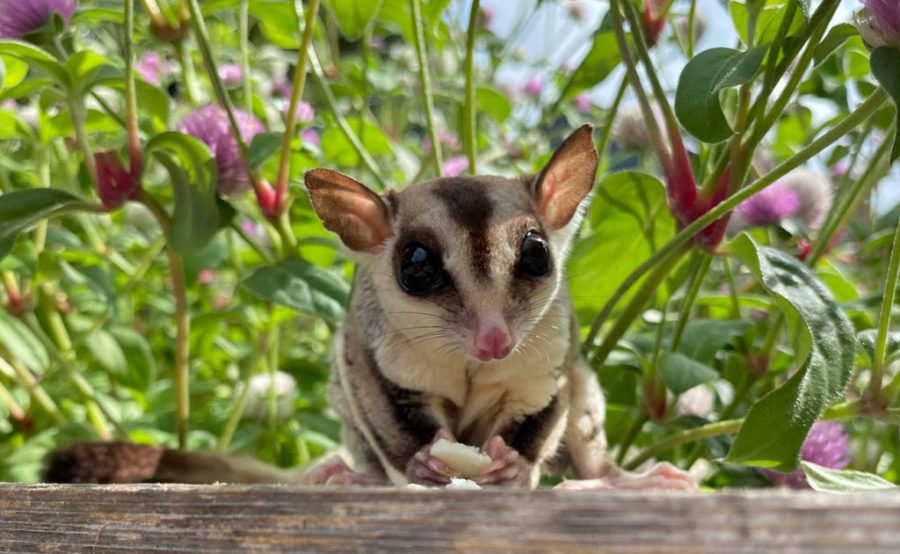 Sugar Glider