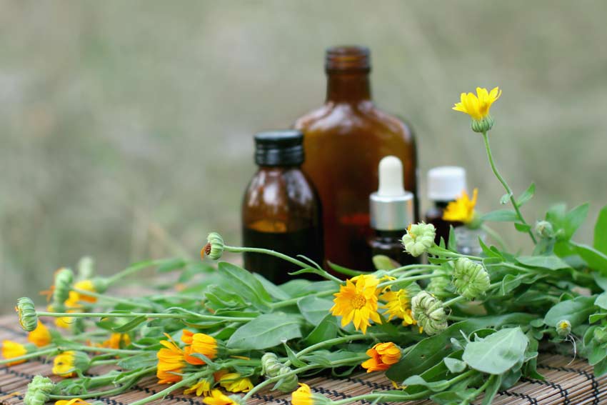 Tanaman Herbal