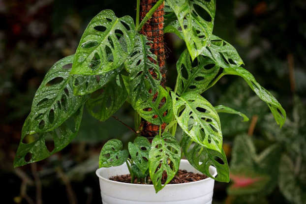 Tanaman Monstera