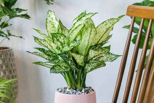 Aglonema Variegata