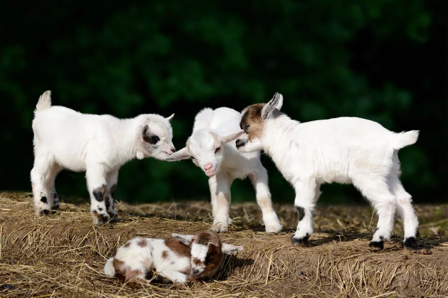 Anak Kambing