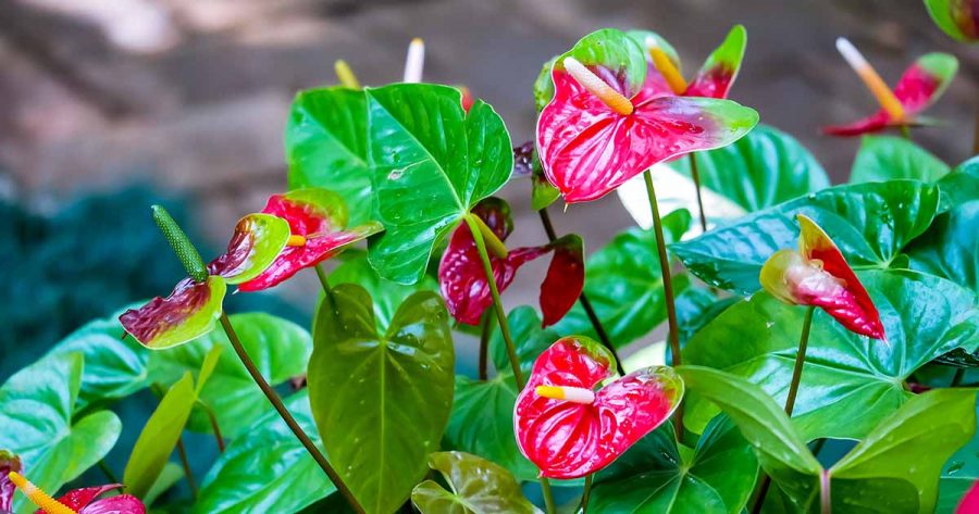 Anthurium