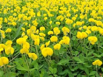 Arachis pintoi