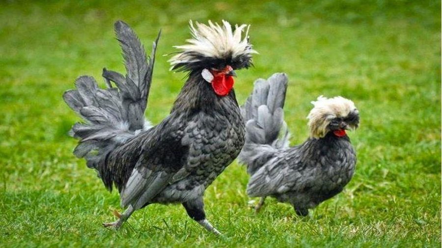 Ayam Hias