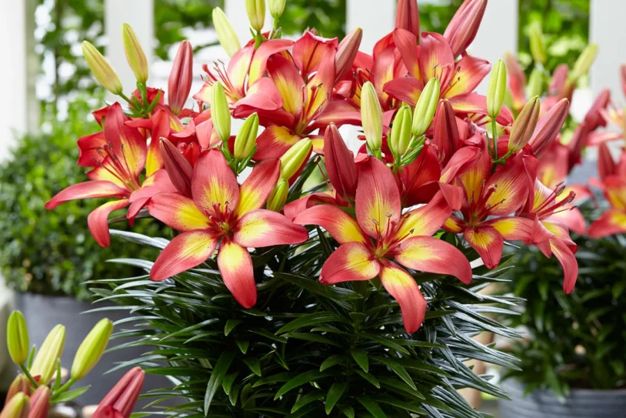 Bunga Lily