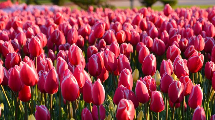 Bunga Tulip