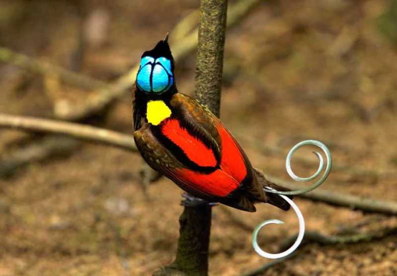 Burung Cendrawasih