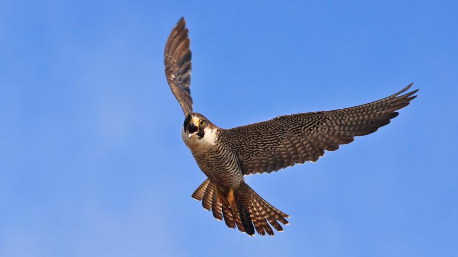 Burung Falcon