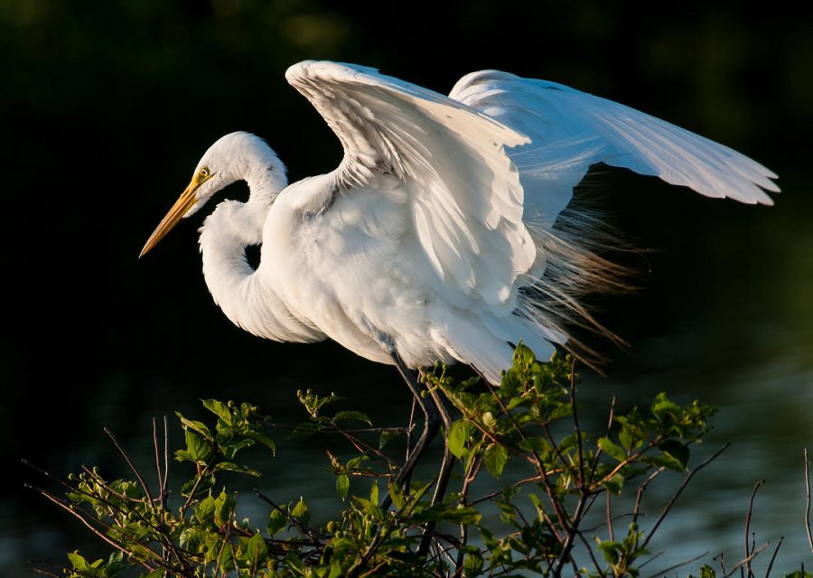 Burung Great Egret