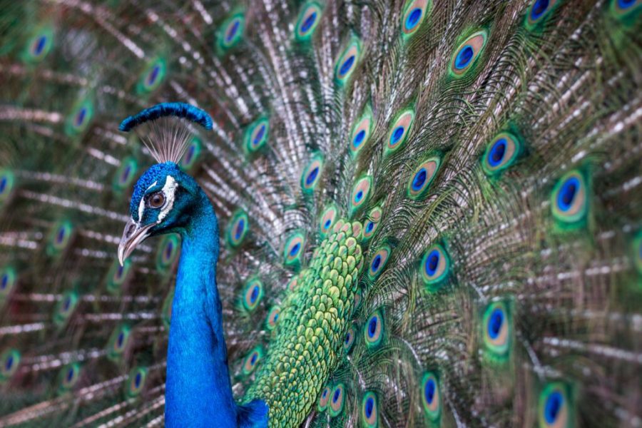 Burung Merak