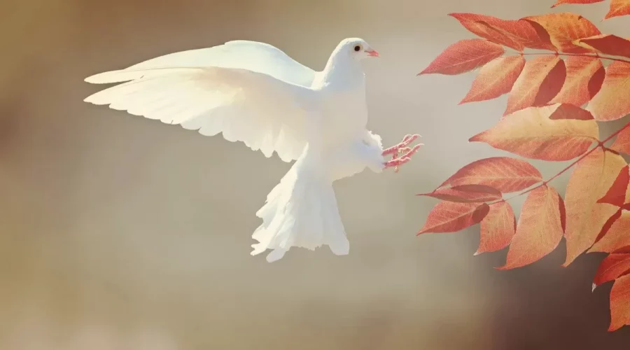 Burung Merpati