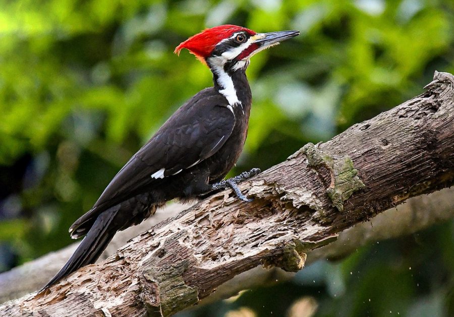 Burung Pelatuk