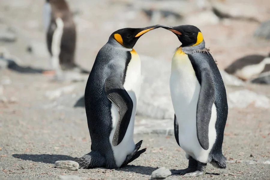 Fakta Menarik Penguin