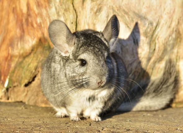 Fakta Tentang Chinchilla