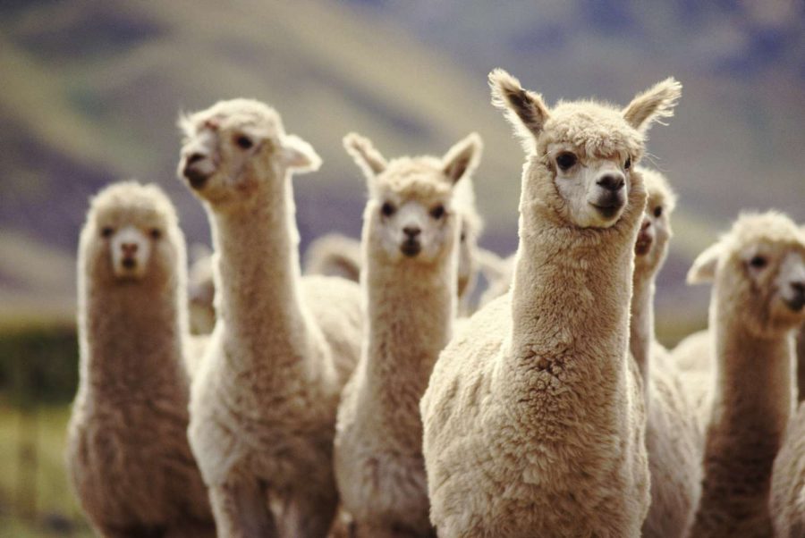 Fakta Unik Alpaca