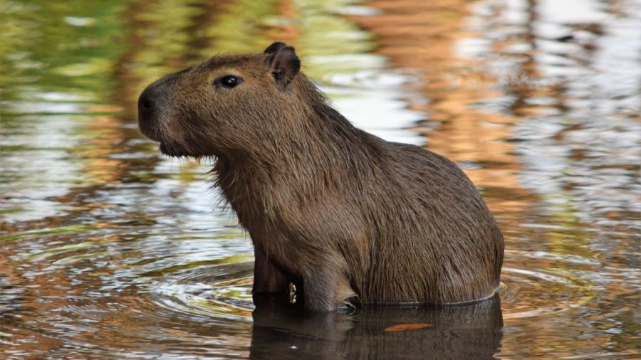 Fakta Unik Capybara