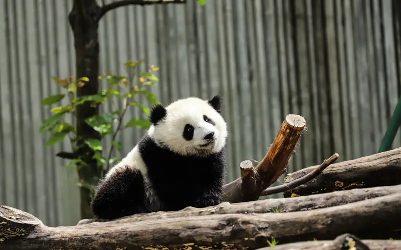 Fakta Unik Panda