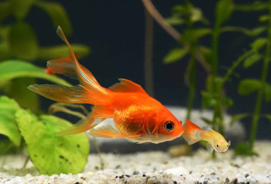 Fantail Goldfish