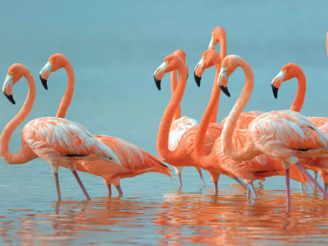 Flamingo