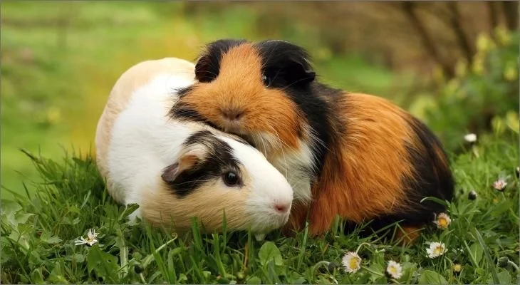 Guinea Pig