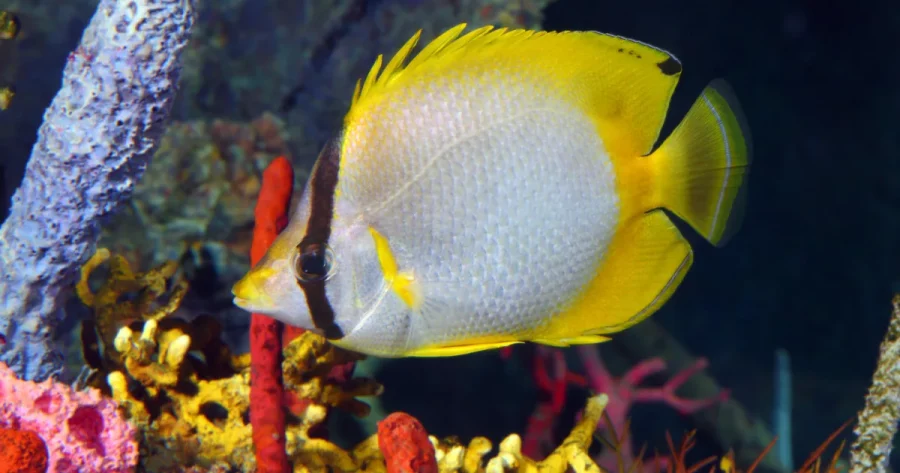 Ikan Butterflyfish