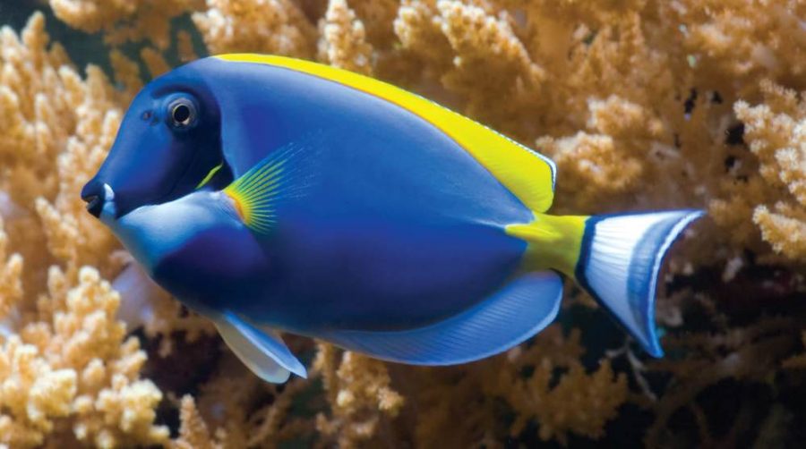 Ikan Dory