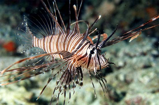 Ikan Lepu