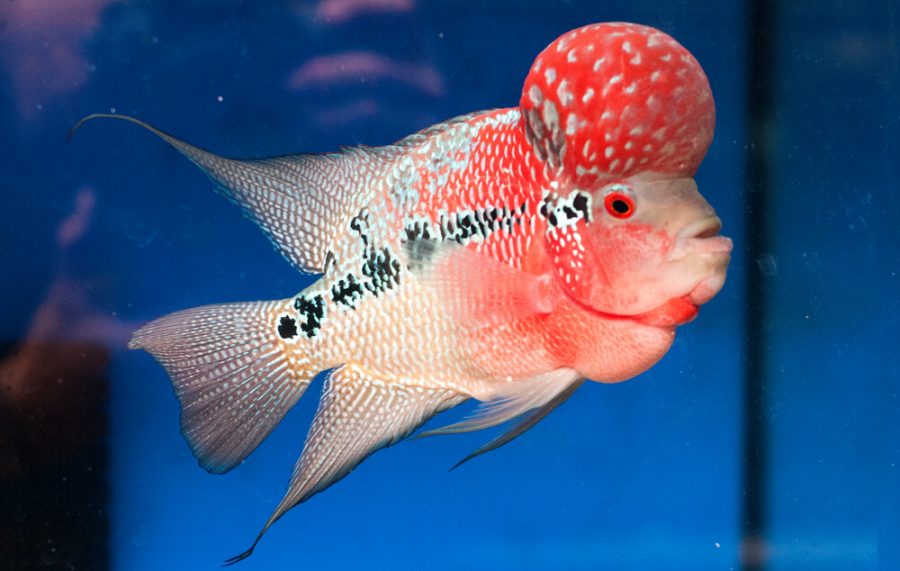 Ikan Louhan