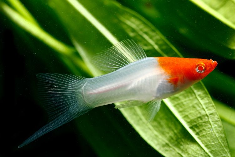 Ikan Pedang