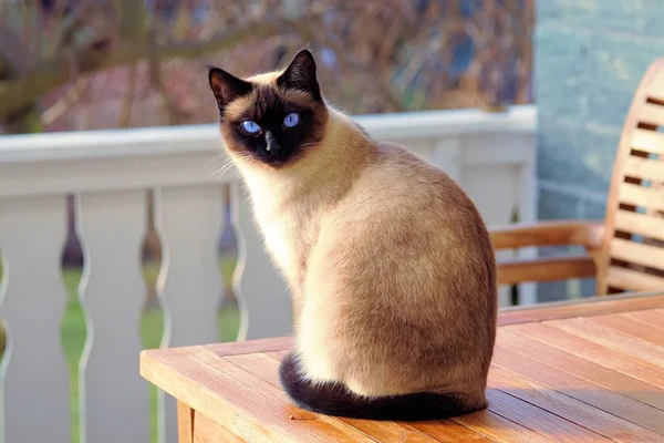 Jenis Kucing Siam