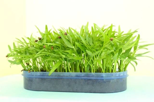 Kangkung Hidroponik
